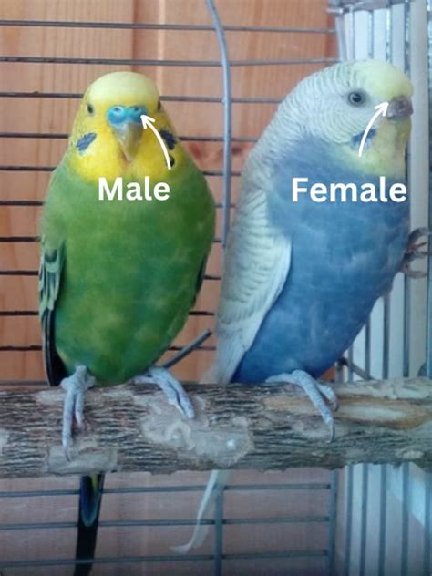 how to tell parakeet gender|how to tell female parakeet.